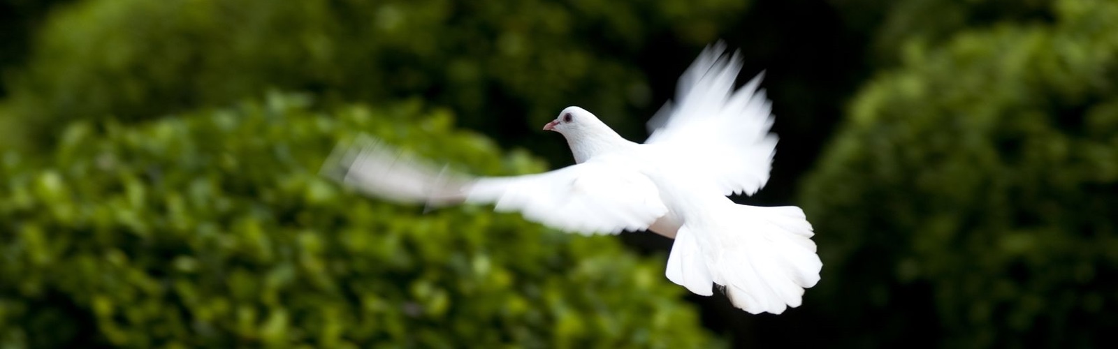 white dove in flight